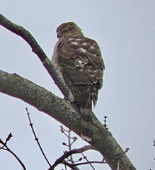 Accipiter cooperii