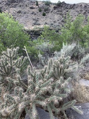 Cylindropuntia