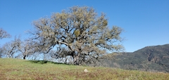 Quercus douglasii