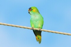 Parvipsitta porphyrocephala