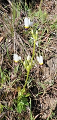 Primula clevelandii