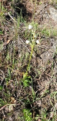 Primula clevelandii