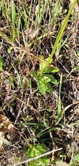 Primula clevelandii