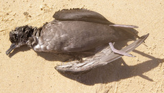 Ardenna tenuirostris