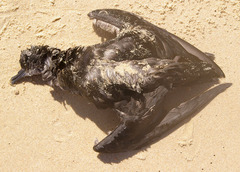 Ardenna tenuirostris