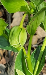 Helleborus foetidus