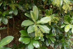 Heptapleurum arboricola