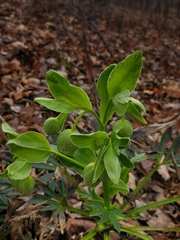Helleborus foetidus