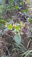 Trichodesma calycosum