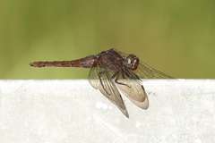 Orthetrum chrysis