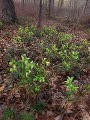 Helleborus foetidus