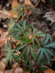Helleborus foetidus