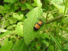 Calopteron reticulatum