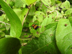 Calopteron reticulatum
