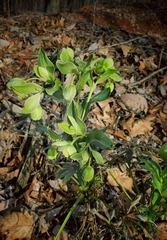 Helleborus foetidus