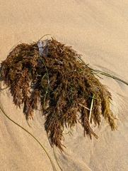 Sargassum horneri