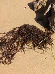 Sargassum horneri