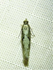 Chimoptesis