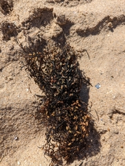 Sargassum horneri