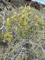 Maytenus phyllanthoides