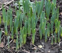 Narcissus pseudonarcissus