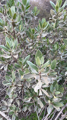Eriodictyon crassifolium