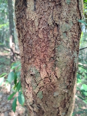 Cratoxylum cochinchinense