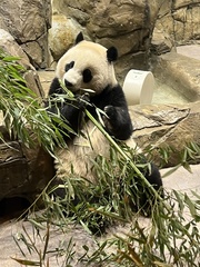 Ailuropoda melanoleuca