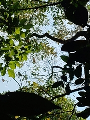 Cratoxylum cochinchinense