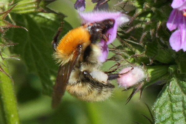 Моховой шмель (Bombus muscorum)