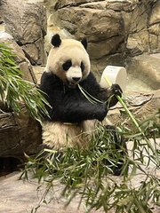 Ailuropoda melanoleuca