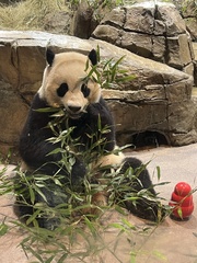 Ailuropoda melanoleuca