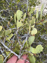 Maytenus phyllanthoides