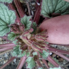 Phacelia campanularia campanularia