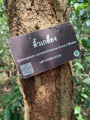 Cratoxylum cochinchinense