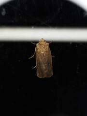 Proteuxoa hypochalchis