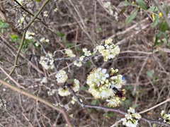 Prunus angustifolia