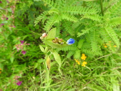 Commelina tuberosa