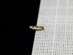 Stathmopoda megathyma