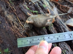 Crocidura fuliginosa