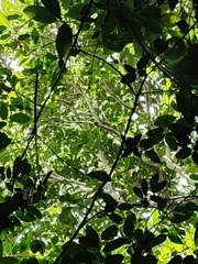 Heptapleurum heptaphyllum