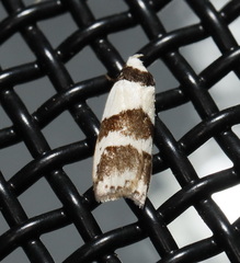 Eulechria triferella