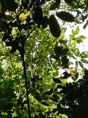 Heptapleurum heptaphyllum