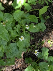 Caltha chionophila