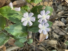 Tripladenia cunninghamii