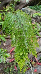 Asplenium pseudolaserpitiifolium