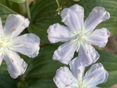 Tripladenia cunninghamii