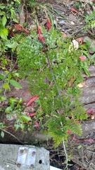Asplenium pseudolaserpitiifolium