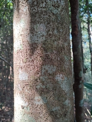 Heptapleurum heptaphyllum