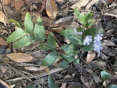 Tripladenia cunninghamii